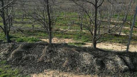 Frutales con acolchado en la linea